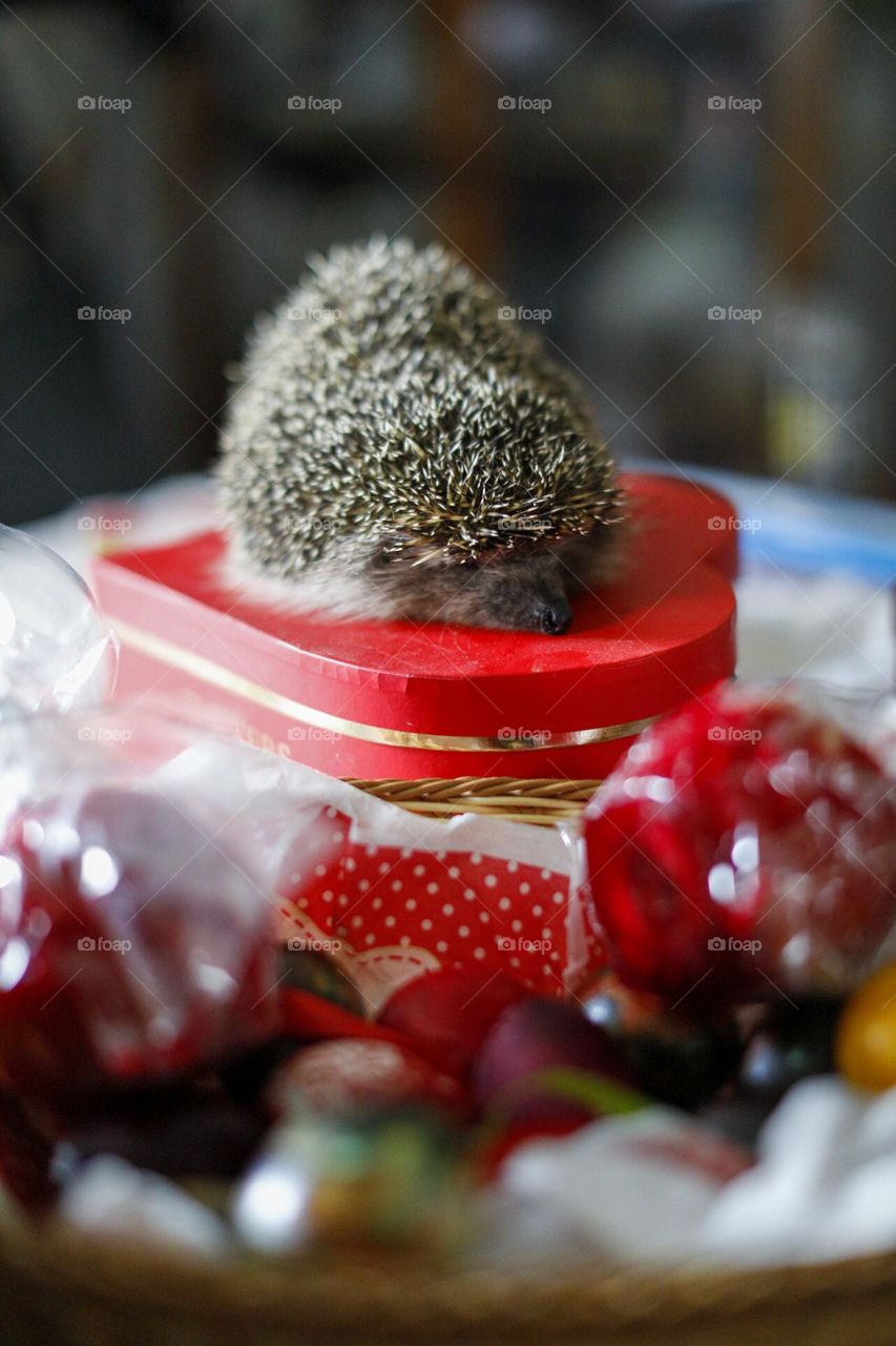 Easter hedgehog