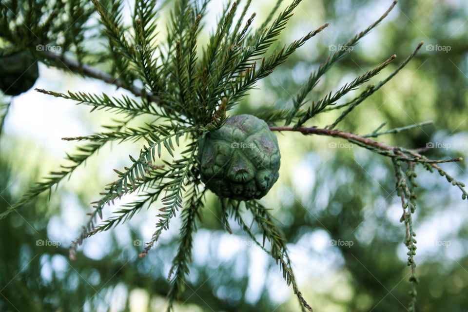 Green branch of tree 