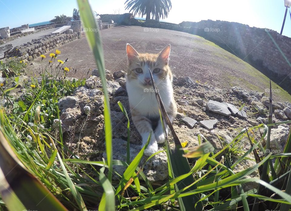 Ginger cat/ kitten lying in the sun in Carthage, Tunisia 