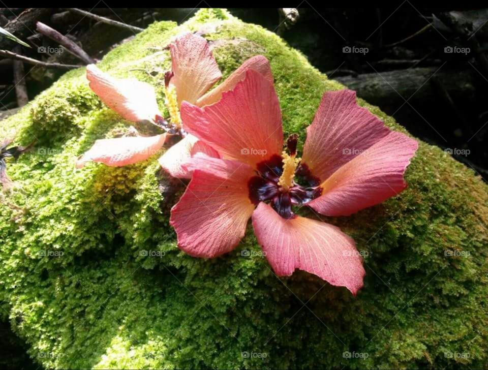 Beauty in the Little Things. Walking the trails in Hawaii and could not pass this gorgeous flower growing from the rock