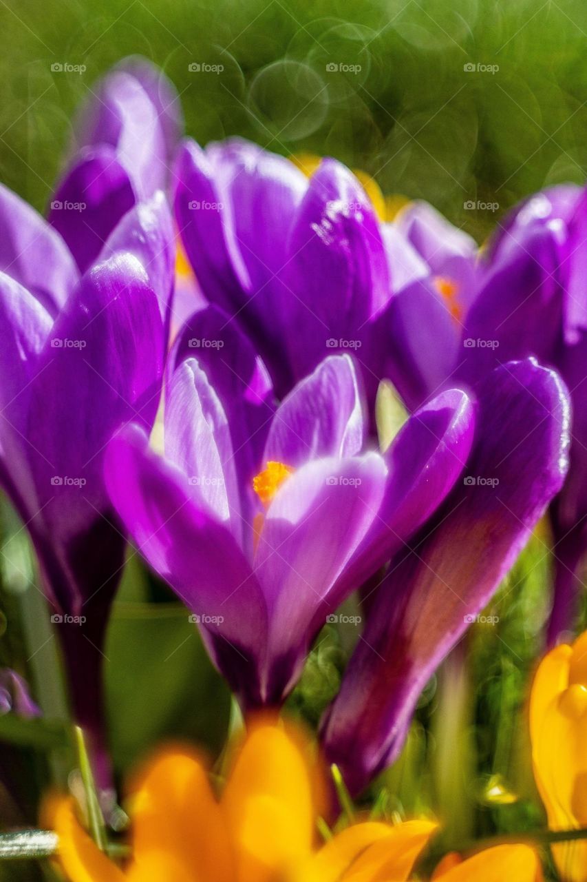 spring flowers in the sun. Colours of flowers. Colours of spring 