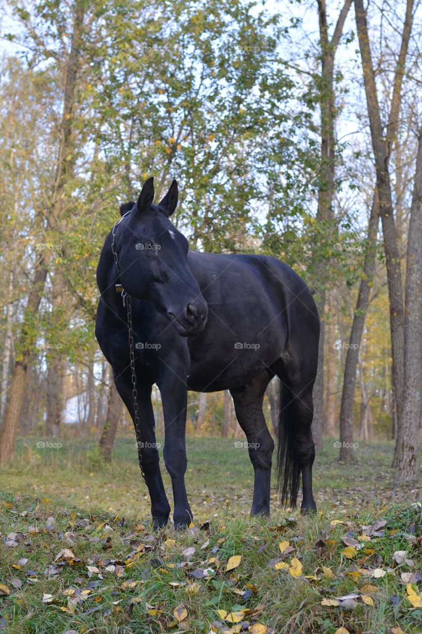 black horse in the park beautiful landscape