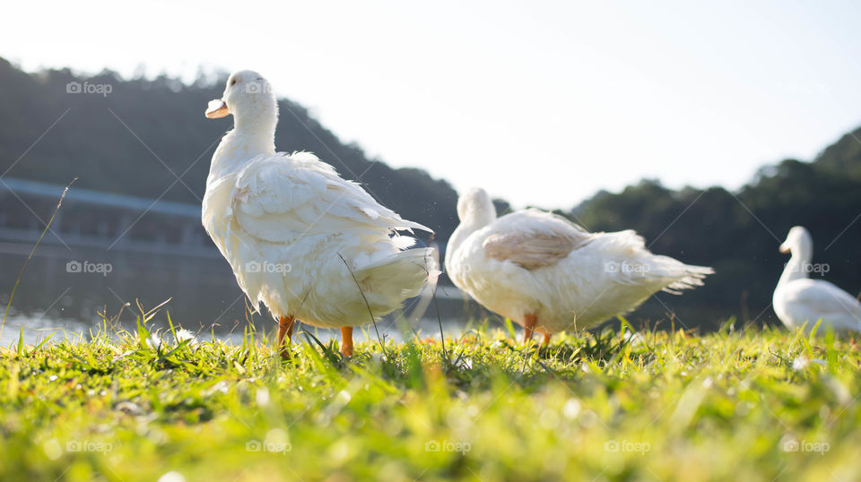 Three white ducks cleaning featthers