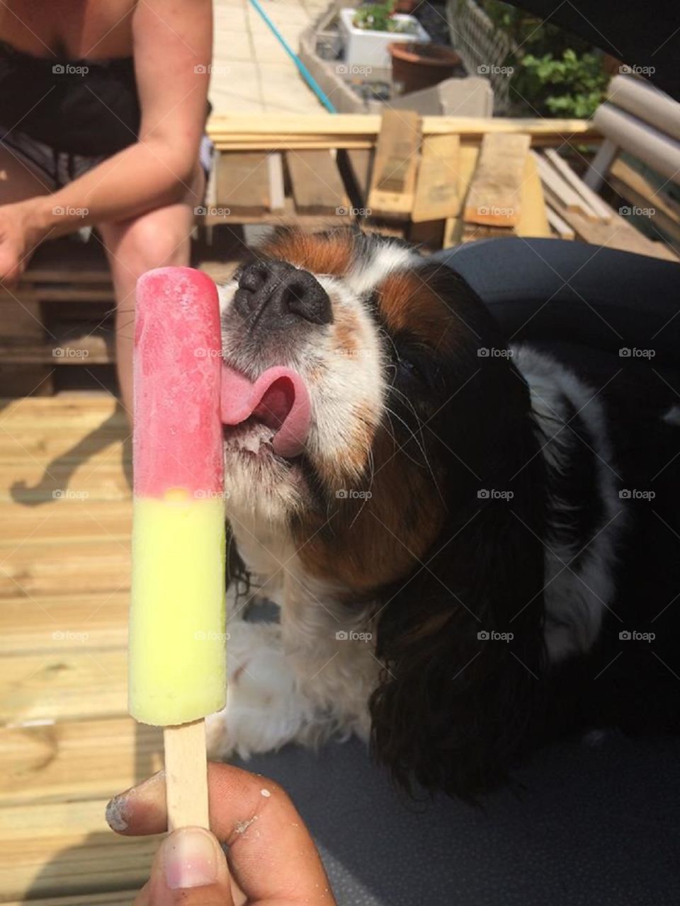 Walter the dog licks an ice lolly