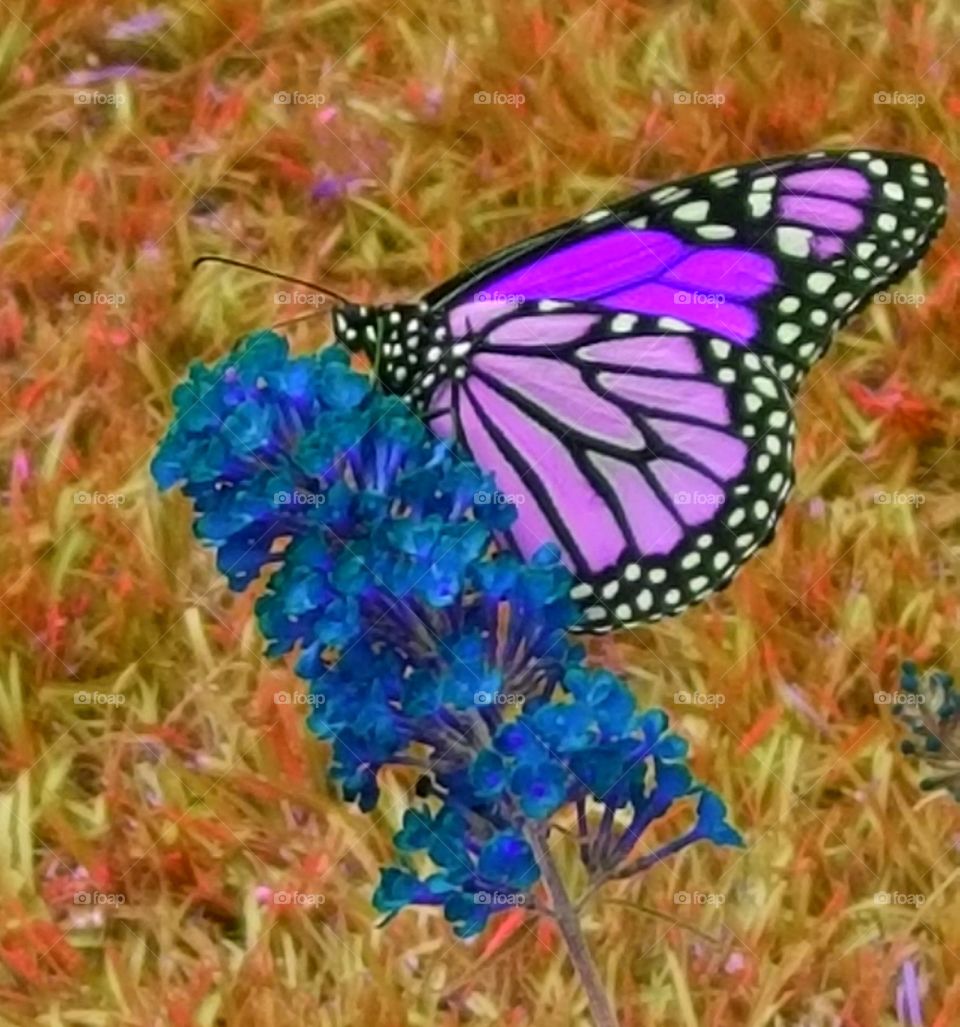 monarch butterfly