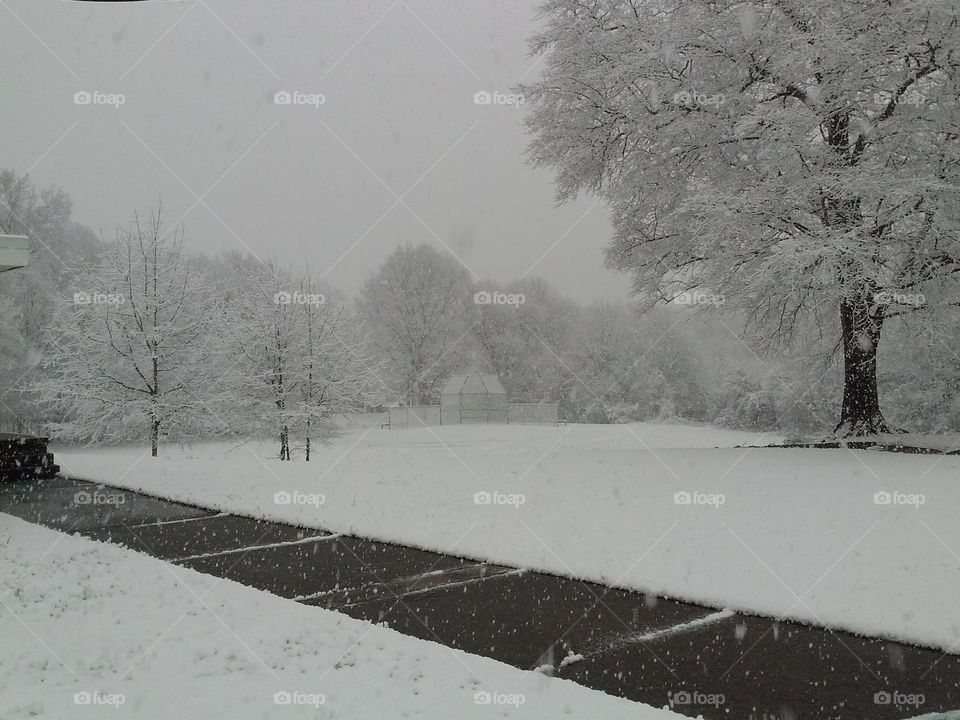 Snow, Winter, Tree, Weather, Landscape