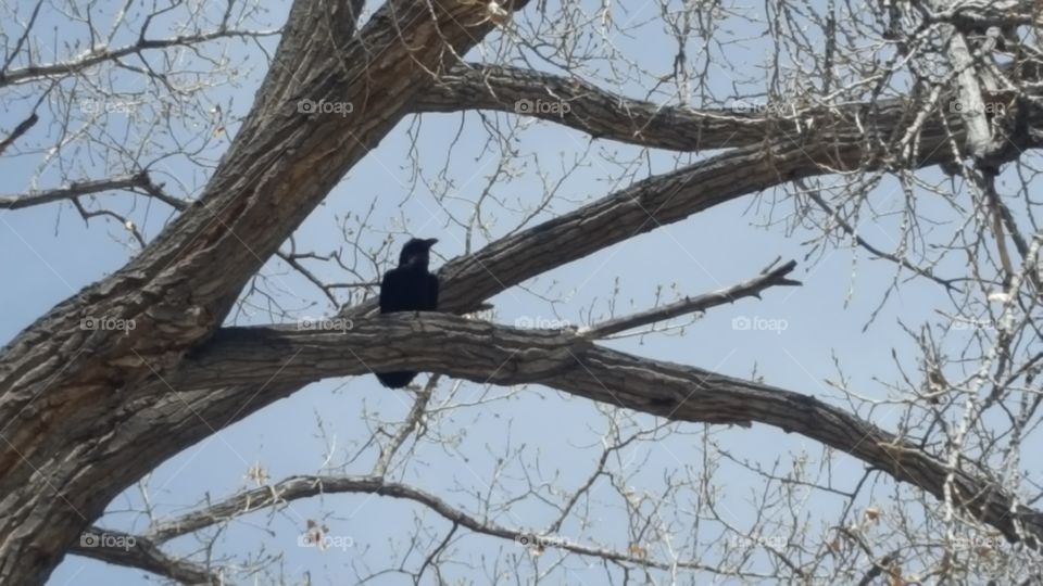 cotton wood crow