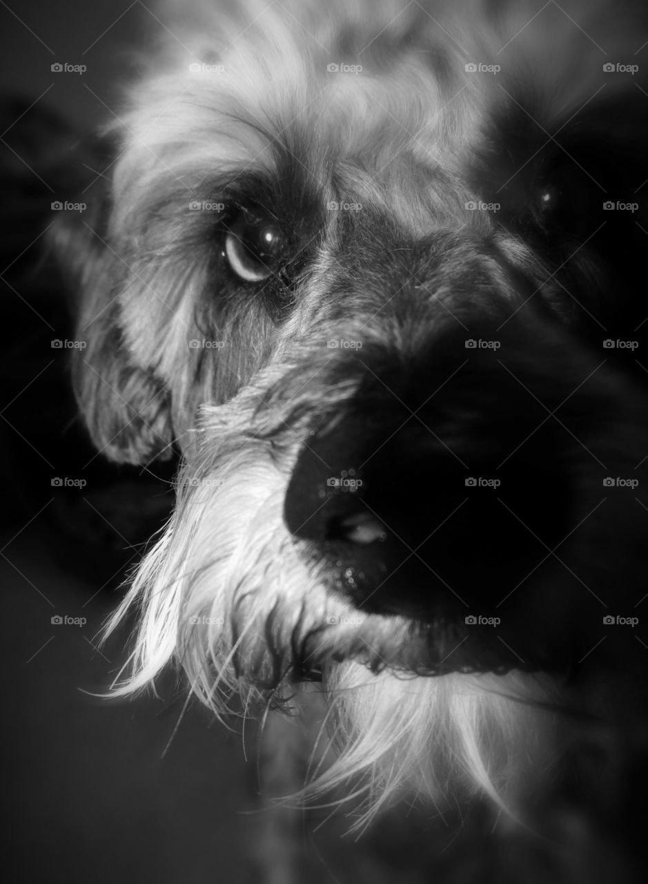 Lurking In The Shadows