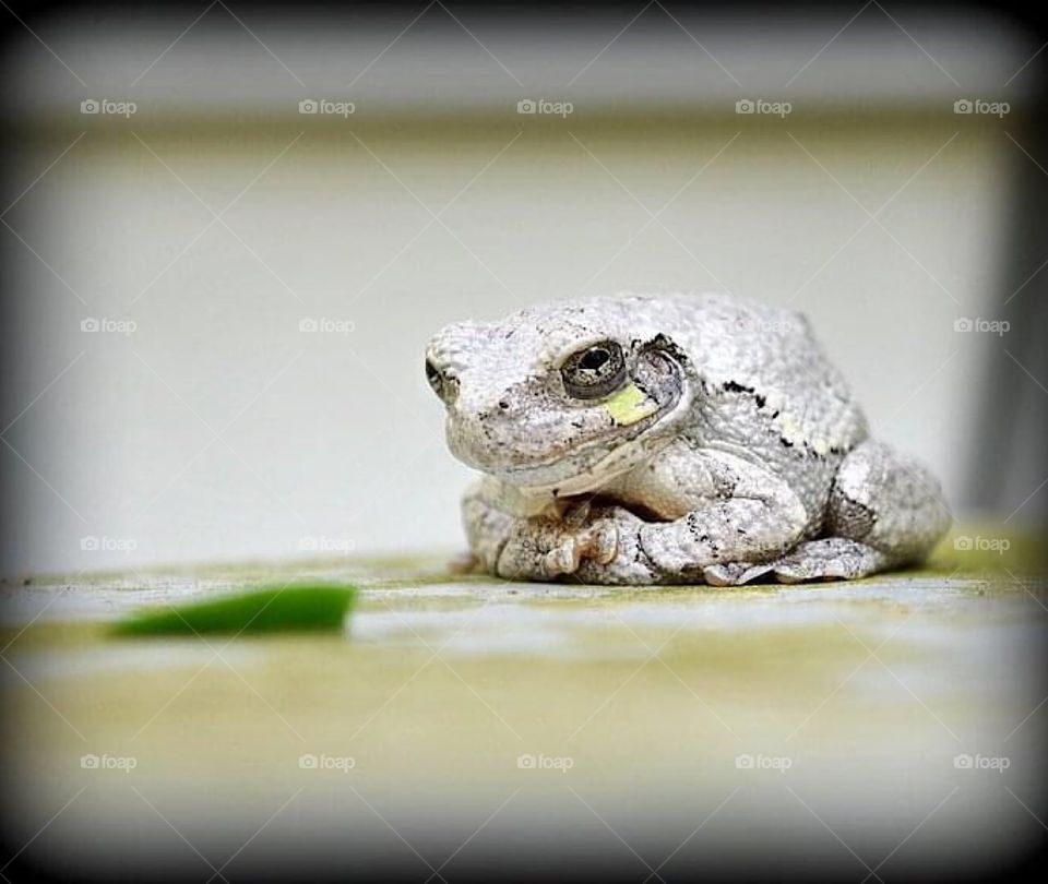 Tree frog