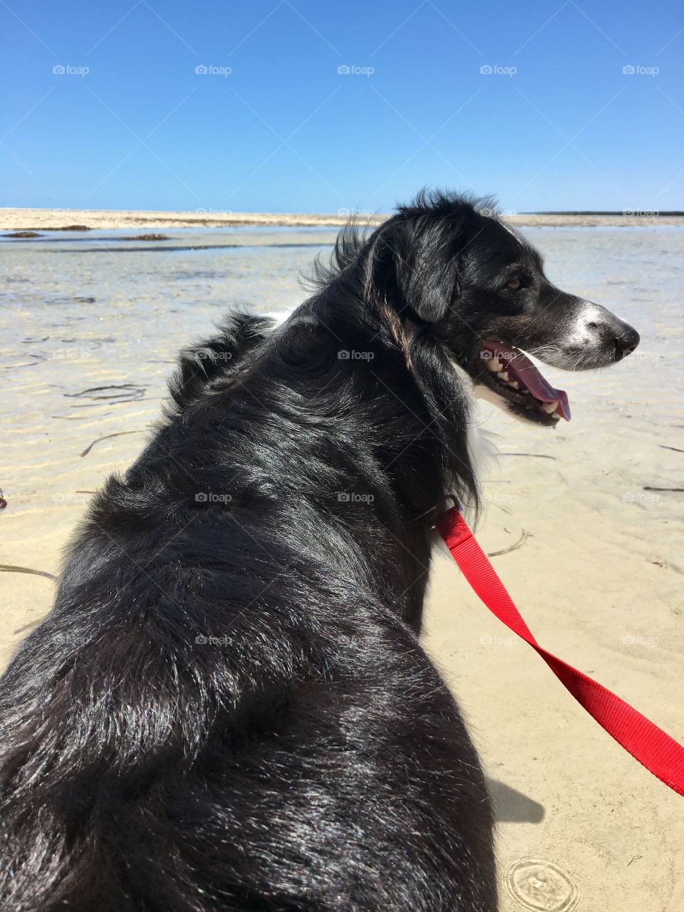 Border collie sheepdog on bright red leash at low tide at ocean 