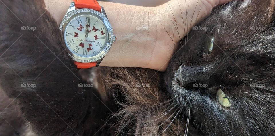 watch and cat