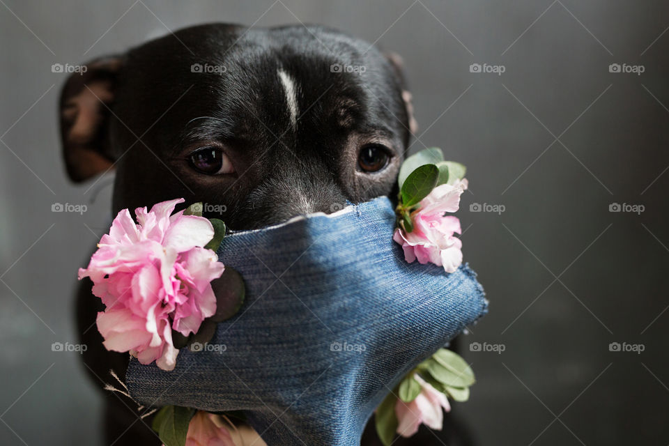 cute dog in mask