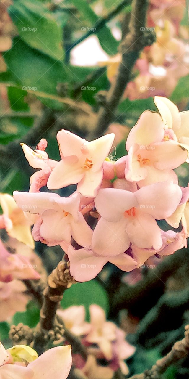 the beauty of spring