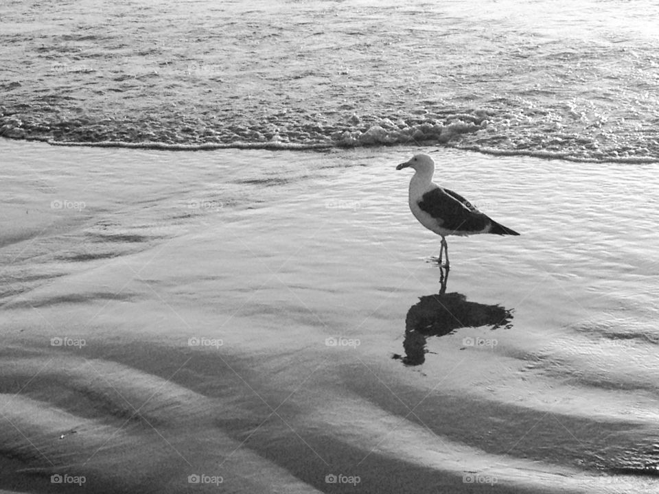Lone Seagull black and white
