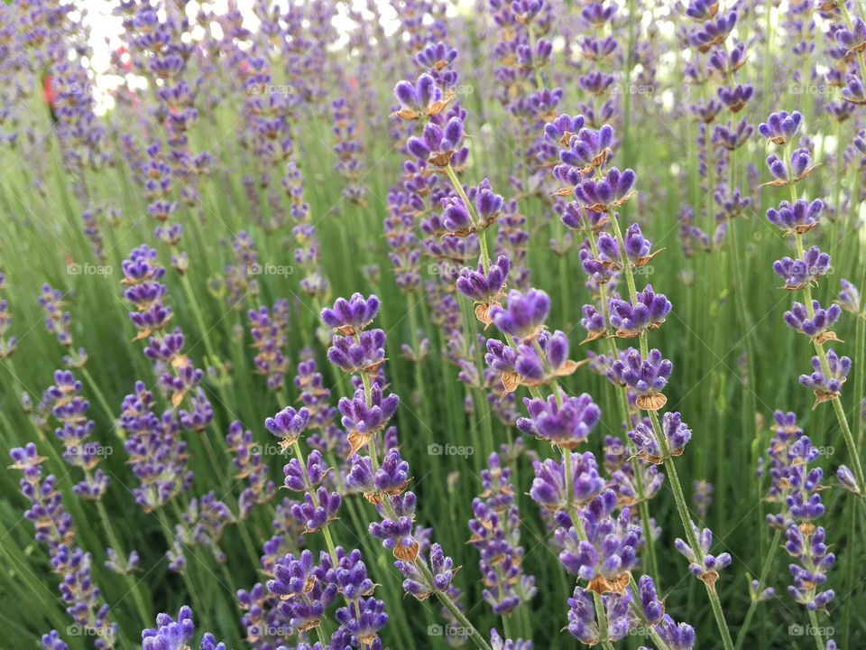 lavender flowers close-up