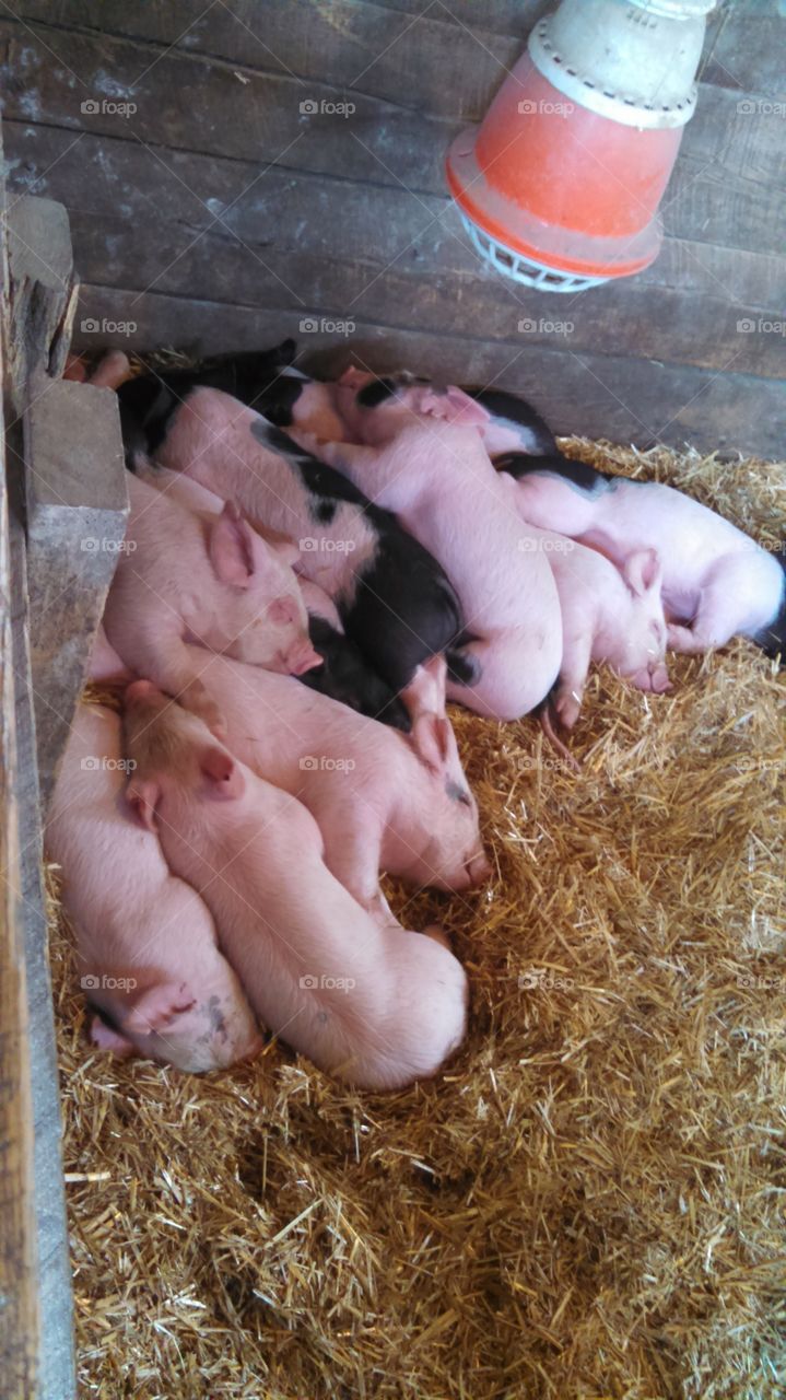 Pig Pile Piglets