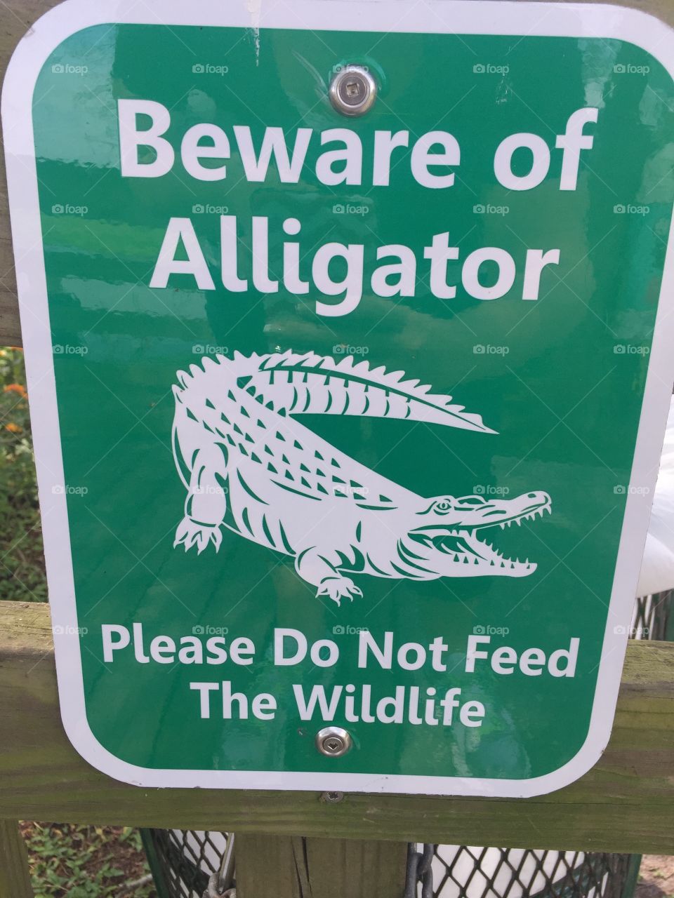 Beware of gator