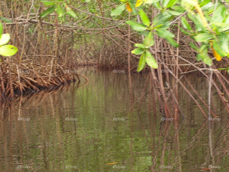 Paletuvier in mangrove