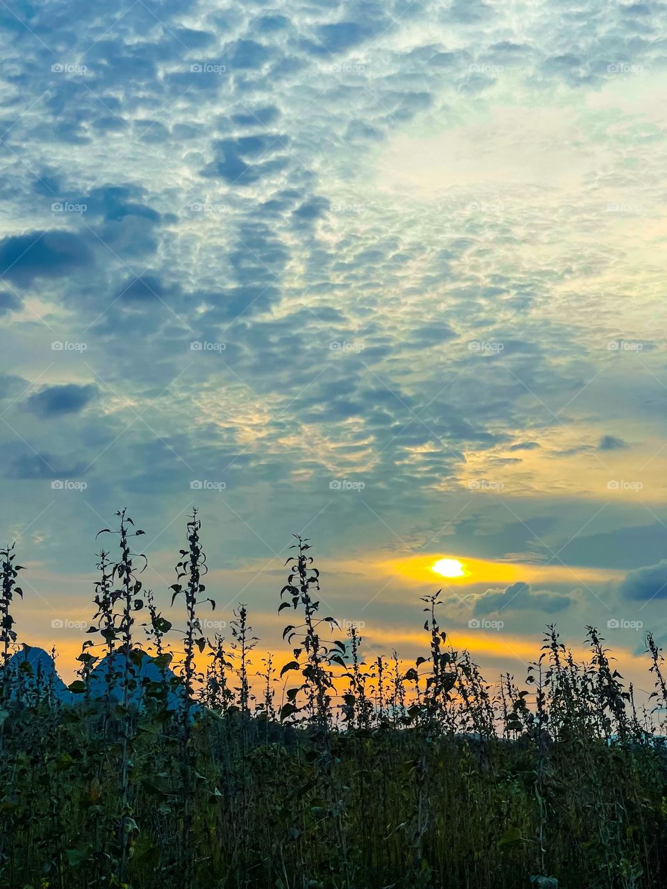 Sunset view from a kenaf farm. Cloudy sky