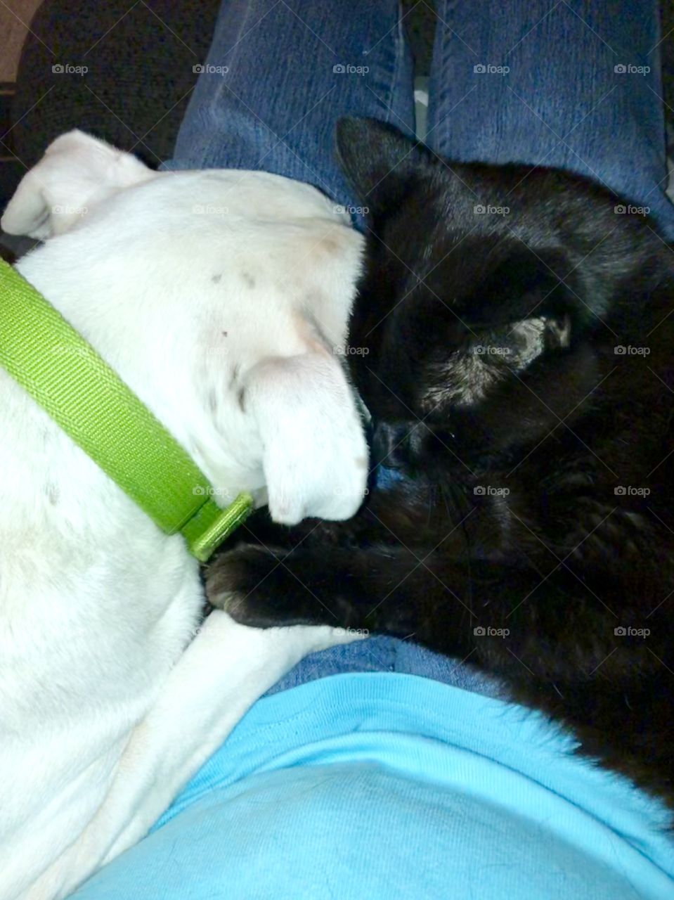 Yin and Yang- Jade Dragon and Salem, white sister, black brother, nap warmly and comfortably together on my lap.