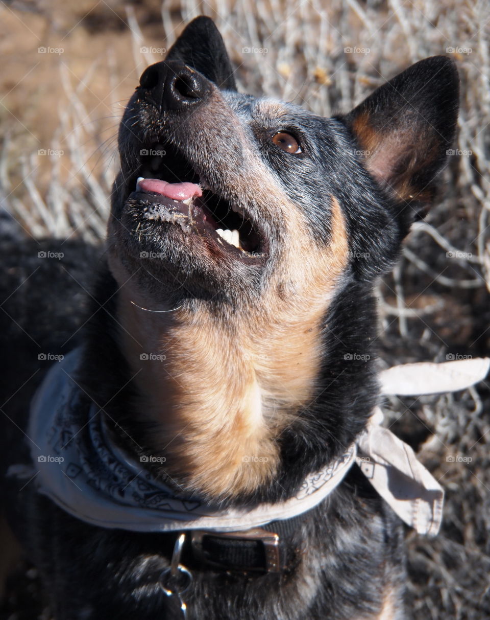 A beautiful black and brown blue healer with a scarf around his neck looks up  attentively at his companion. 