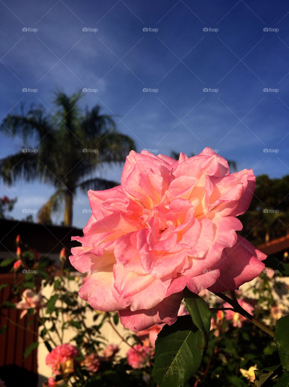 ‪Fim de dia, #entardecer nublado, mas a beleza das #flores colore o dia difícil!‬
‪🌹 ‬
‪#Fotografia é nosso #hobby!‬
‪#paisagem #natureza #beleza #infinito #flowers ‬