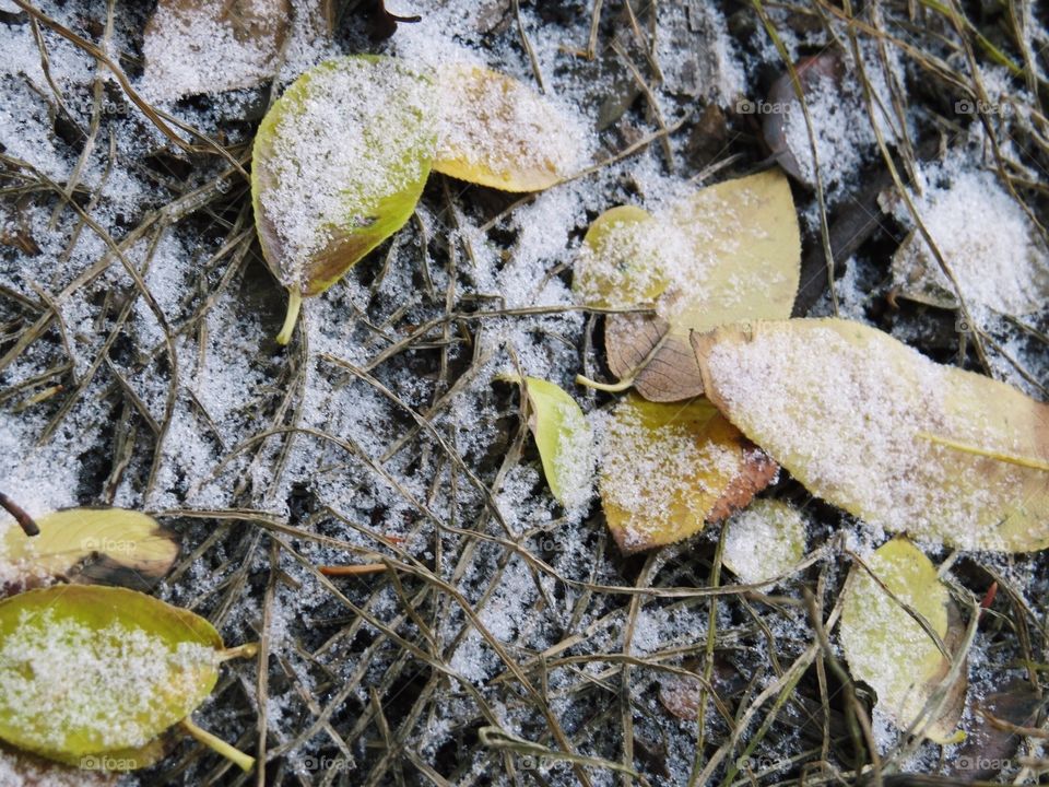 Snow covering leaves
