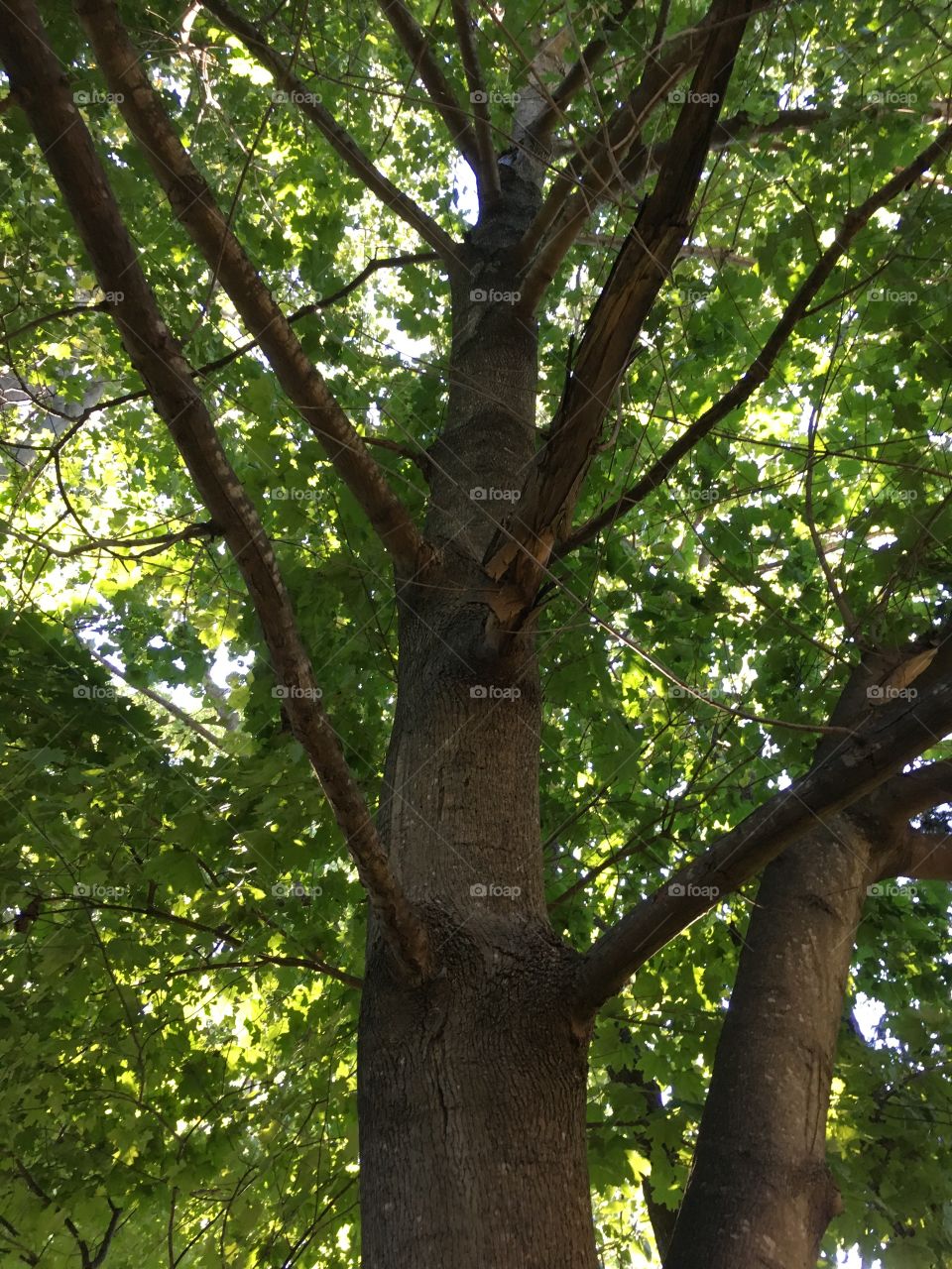 Looking up a tree trunk