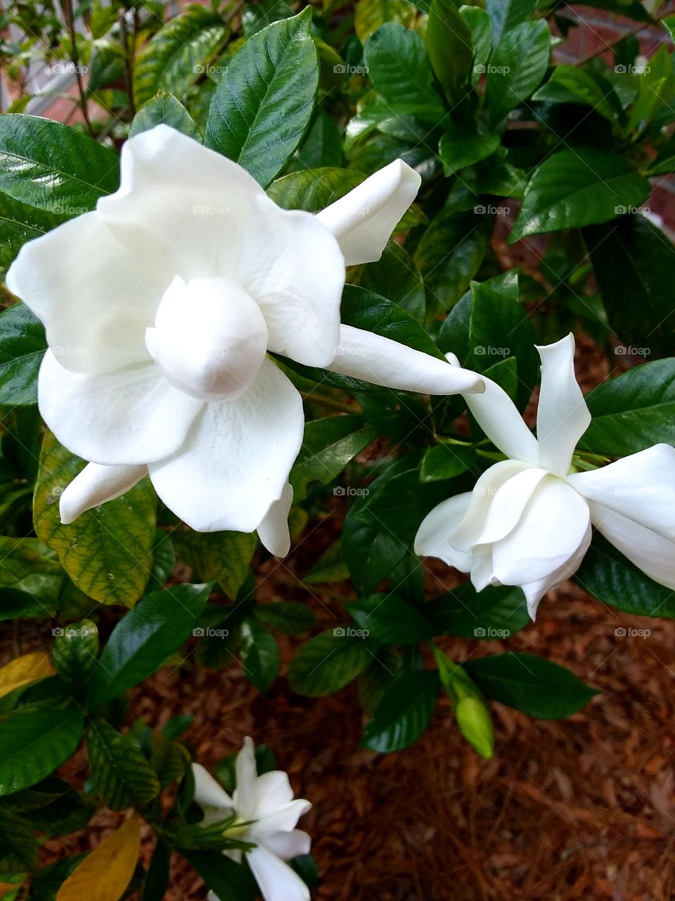 Gardenias are blooming good and smelling great!