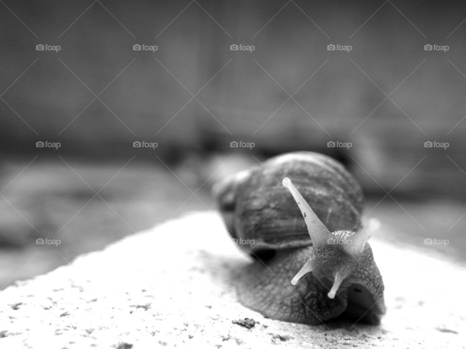 Close up of snail