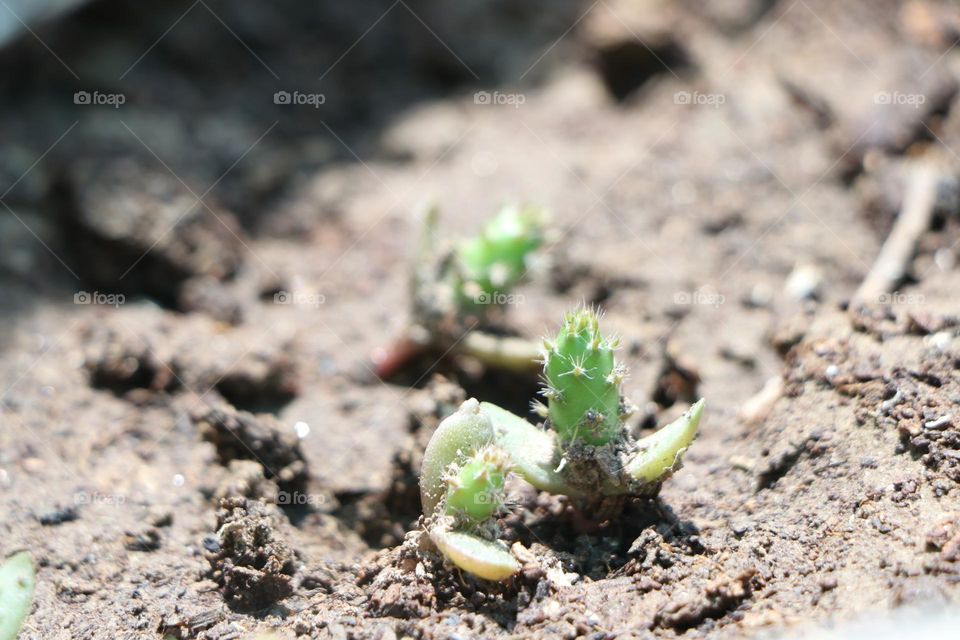 small dragon fruit sampling grows
