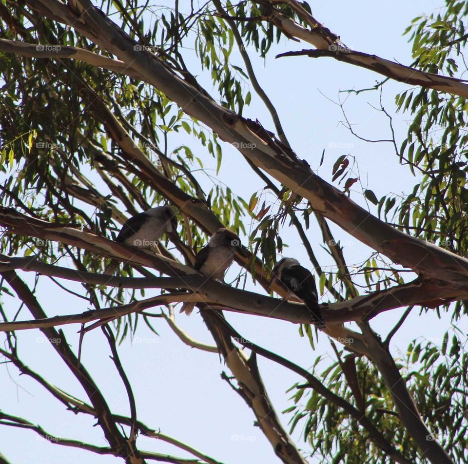 Young kookaburra given a talking to by his parents