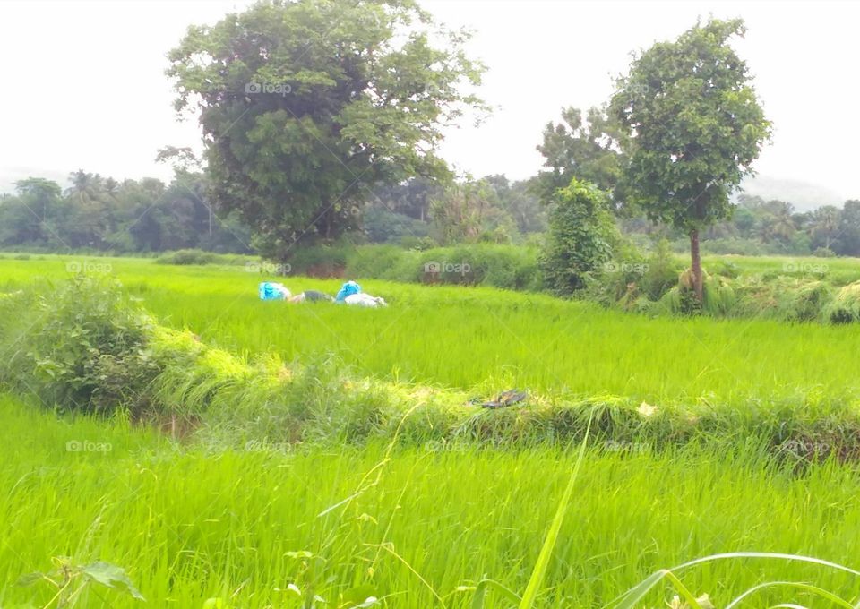 green revolution!  open countryside with ladies working on the fields...the slight drizzle and their raincoats add contrasting colors