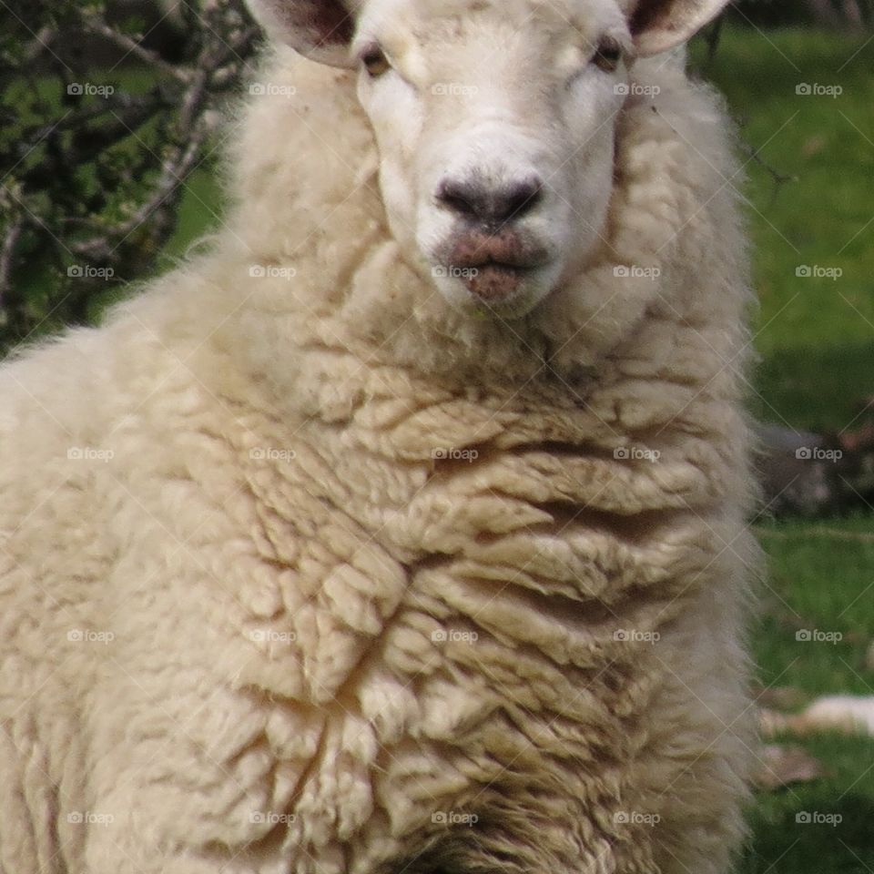 Sheep's lips