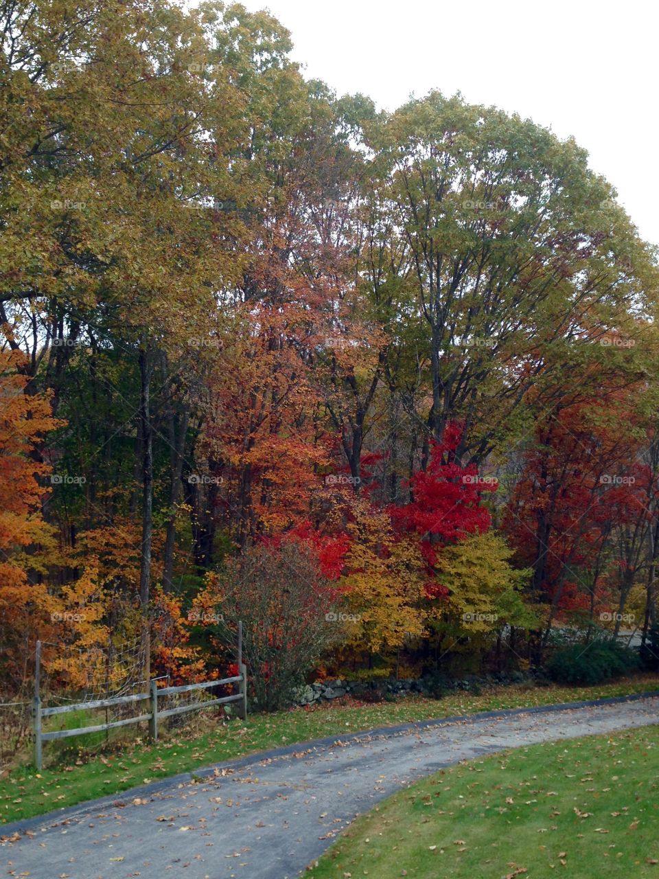 Beautiful fall colors before the hurricane winds 
