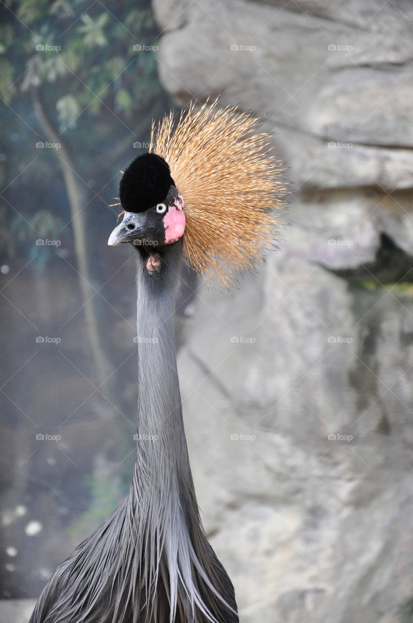 crowned crane