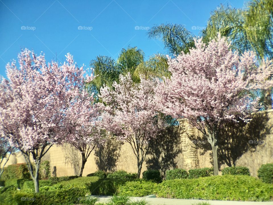 Spring Blooming Trees