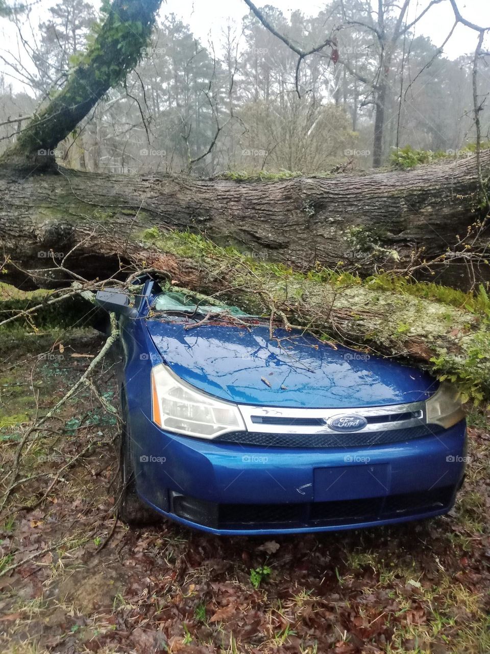 Tree falls on my car