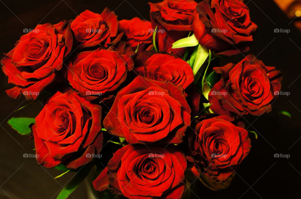 flowers plants red love by flatblackoverchrome