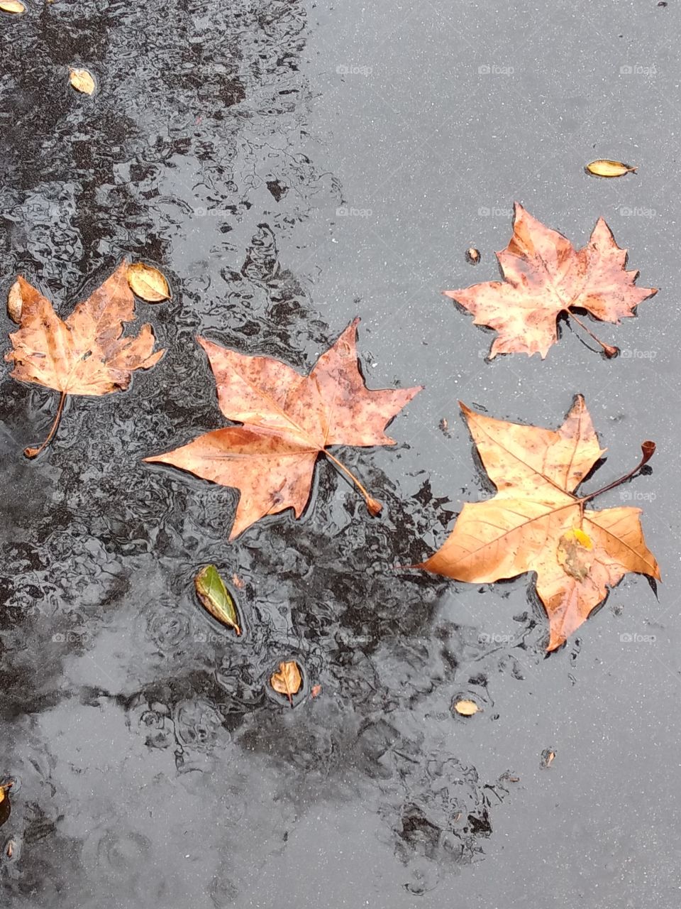 Leaf in the rain.