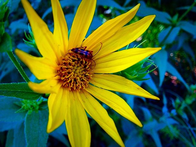 Buggy flower