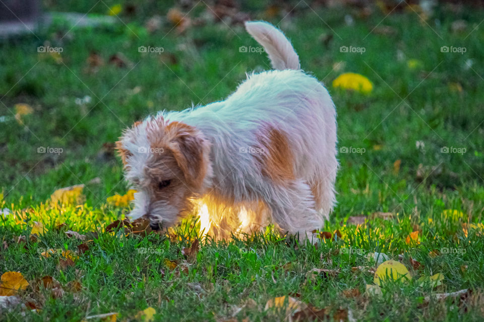 Rough cut Jack Rasel terrier smelling brown leaf at the grass field