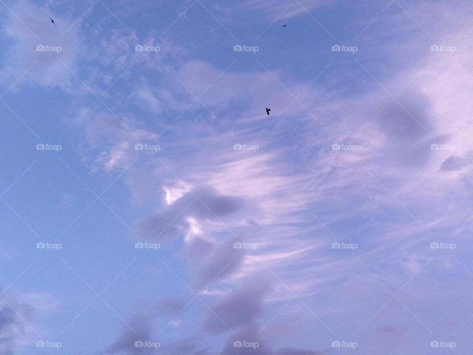 Cloud and sky and bird