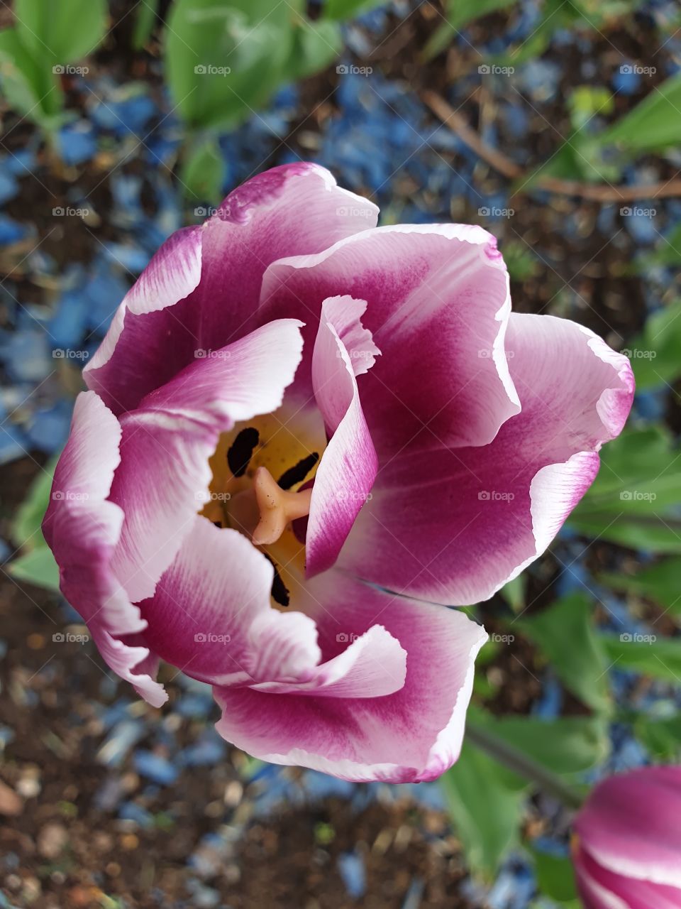 blooming red-purple tulip