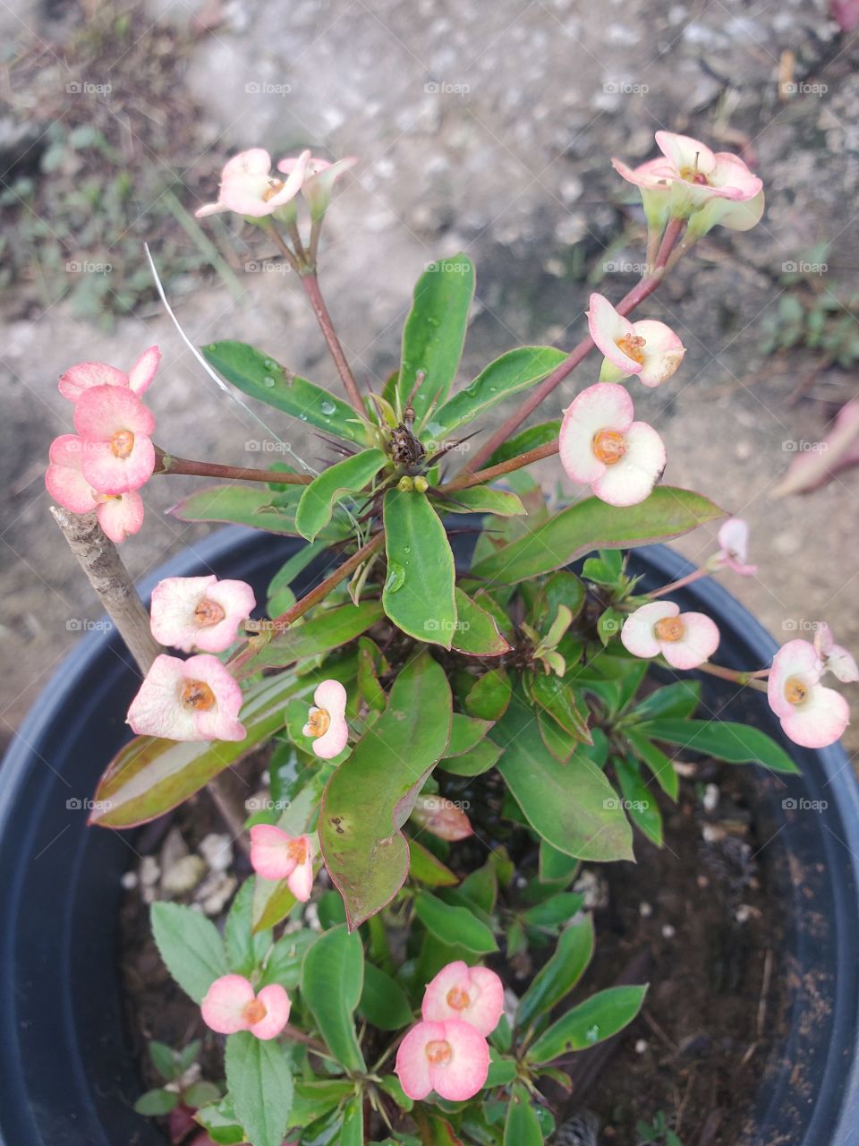 miniature corona de Cristo