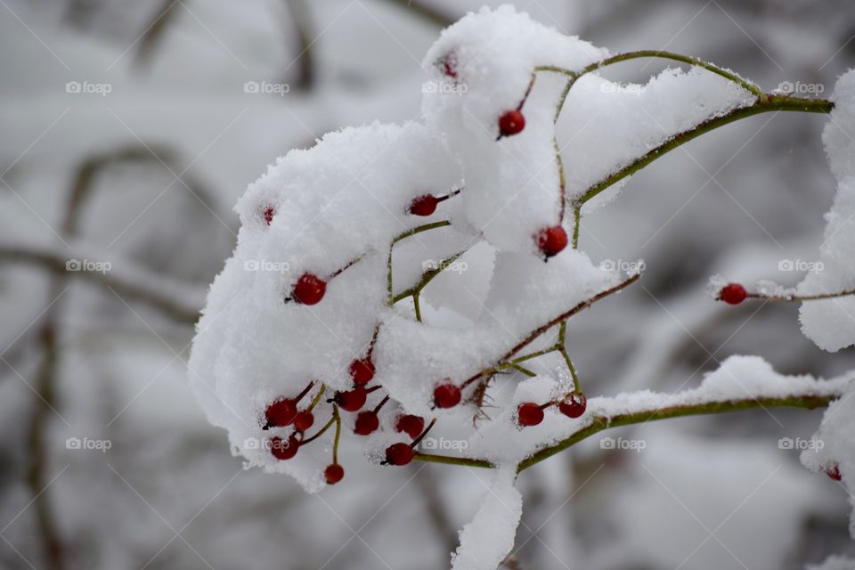 Red berries covered with snow