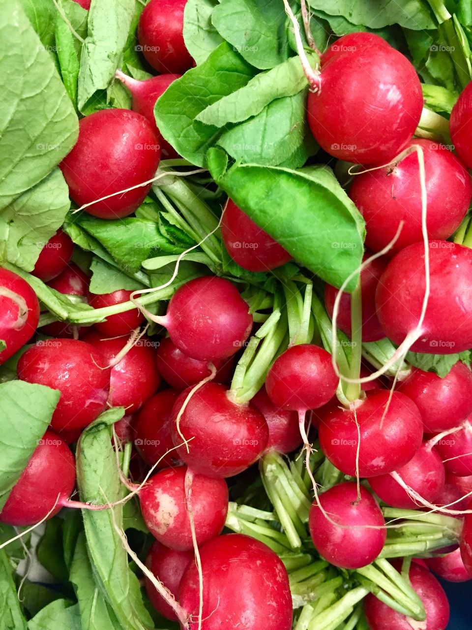 Radish