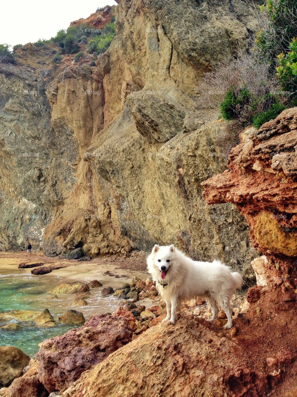 American Eskimo beautiful smiling dog. Traveling the world with his family and loving it!