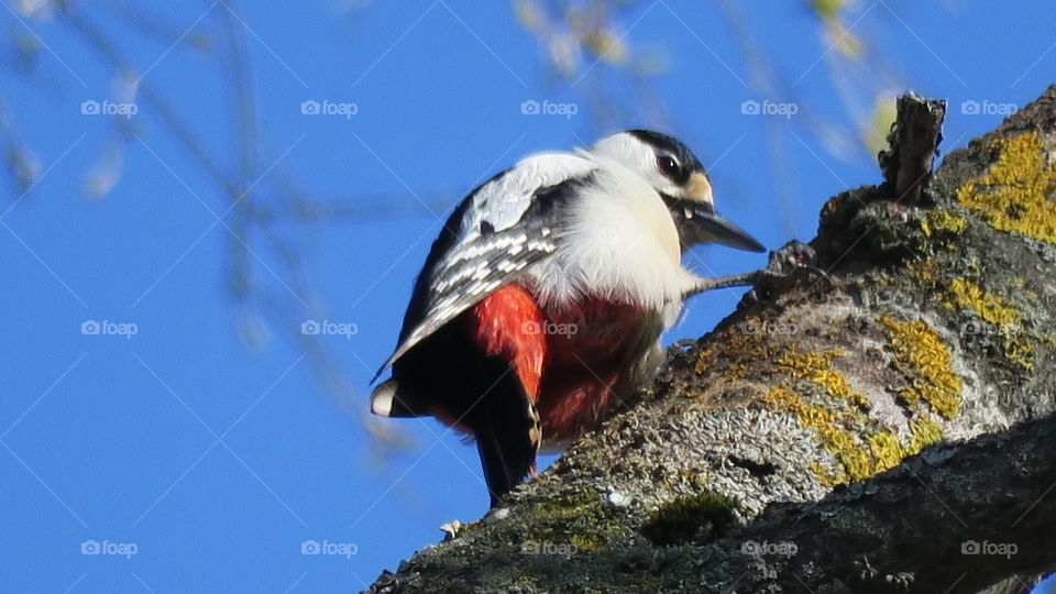 Woodpecker