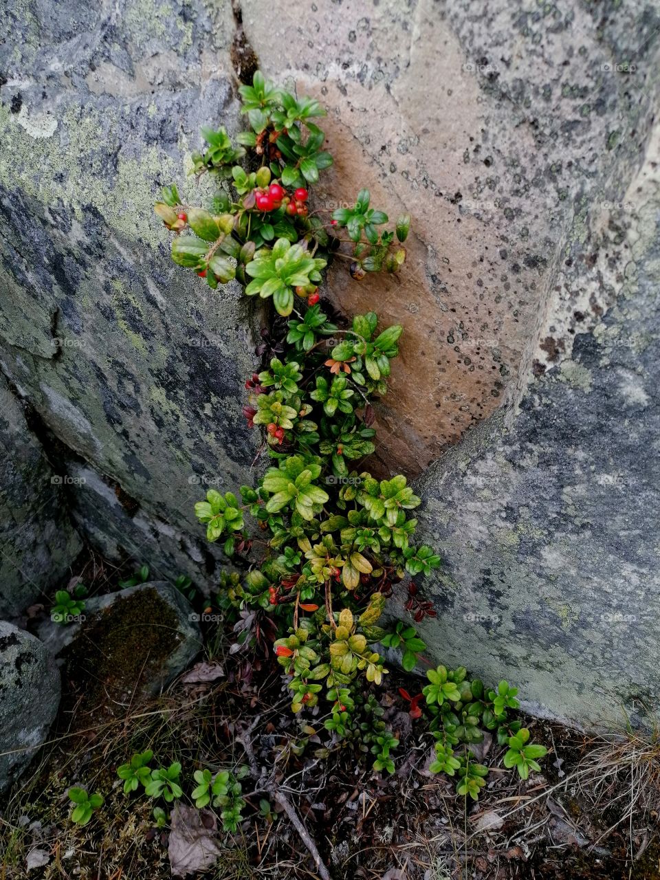 Finnish fresh lingonberry is so strong and persistent that it grows even between rocks. Sour but really healthy superfood straight from Lapland's nature!